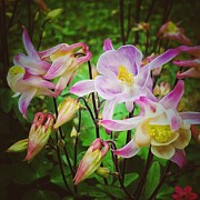 Granny's Bonnet Photograph by Mark Egerton