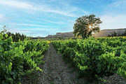 Grape Vineyard at Sunset Photograph by Steve Templeton