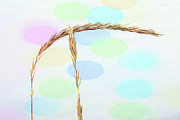 Grass 4 Photograph by Kathy Paynter