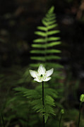 Grass-of-Parnassus Photograph by William Rainey