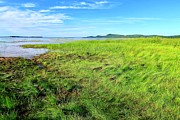 Grasses at Sand Bar  Photograph by Mike Reilly