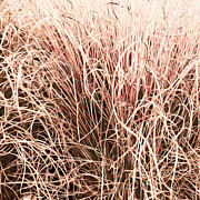 Grasses in the Autumn Photograph by Bentley Davis Grasses in the Autumn Photograph by Bentley Davis