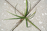 Grassping Photograph by Bruce Gourley