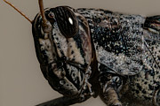 Gray Bird Grasshopper Photograph by Bonny Puckett