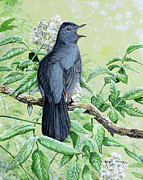 Gray Catbird Painting by Barry Kent MacKay Gray Catbird Painting by Barry Kent MacKay