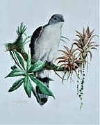 Gray-headed Kite Painting by Barry Kent MacKay Gray-headed Kite Painting by Barry Kent MacKay