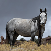 Gray Mare Photograph by Mary Hone