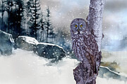 Gray Owl Winter Digital Art by Jerry Dalrymple