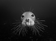 Gray seal Photograph by Brian Weber Gray seal Photograph by Brian Weber