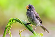 Gray Seedeater Photograph by Adam Rainoff