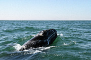 Gray Whale 1B Photograph by Sally Fuller