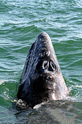 Gray Whale 7A Photograph by Sally Fuller