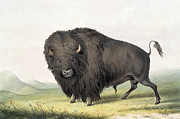 Grazing Buffalo, 1845 Painting by George Catlin