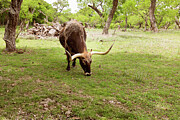 Grazing Longhorn at Lyndon B. Johnson State Park Photograph by Brigitte Blanchette Thompson