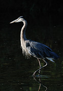 Great Blue Photograph by Ben Foster