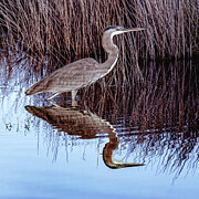 Great Blue Heron 109B Photograph by Sally Fuller