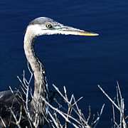 Great Blue Heron 124B Photograph by Sally Fuller