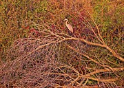 Great Blue Heron 4, Lake Wingra, Madison, WI. Photograph by Steven Ralser Great Blue Heron 4, Lake Wingra, Madison, WI. Photograph by Steven Ralser