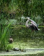 Great Blue Heron Photograph by Alyssa Tumale