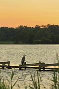 Great Blue Heron and Seagull on Old Pier Photograph by Charles Floyd Great Blue Heron and Seagull on Old Pier Photograph by Charles Floyd