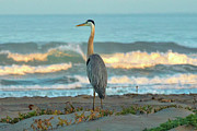 Great Blue Heron Atop the Dunes Photograph by Matthew DeGrushe