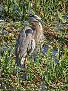 Great Blue Heron Photograph by David McKinney Great Blue Heron Photograph by David McKinney