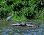 Great Blue Heron DMSB0267 Photograph by Gerry Gantt