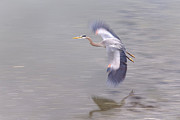 Great Blue Heron in Flight Photograph by Mary Lee Dereske