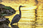 Great Blue Heron in the Golden River - Oil Painting Style Photograph by Rachel Morrison