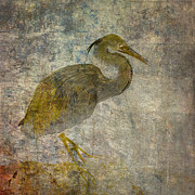 Great Blue Heron Photograph by Norman Reid