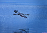 Great Blue Heron On The Wing Photograph by Rene Vasquez