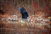Great Blue Heron Takeoff #3 Photograph by Matthew Adelman