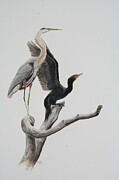 Great Blue Heron with Double-crested Cormorant Painting by Barry Kent MacKay