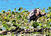 Great Blue Heron With Lunch Photograph by Linda Stern