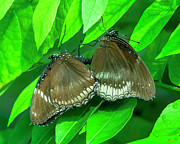 Great Eggfly Butterflies DTHN0331 Photograph by Gerry Gantt