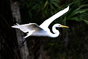 Great Egret 65A Photograph by Sally Fuller