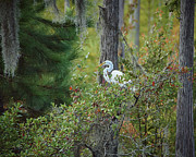 Great Egret Among the Cypress Photograph by John Simmons Great Egret Among the Cypress Photograph by John Simmons