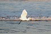Great Egret in Flight Photograph by Matthew DeGrushe Great Egret in Flight Photograph by Matthew DeGrushe