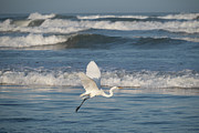 Great Egret in Flight over the Ocean Photograph by Matthew DeGrushe Great Egret in Flight over the Ocean Photograph by Matthew DeGrushe