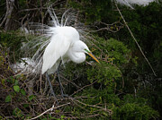 Great Egret in Full Breeding Plumage Photograph by Kristia Adams