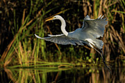 Great Egret landing Photograph by RD Allen Great Egret landing Photograph by RD Allen