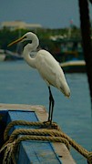 Great egret portrait 2 Photograph by Robert Bociaga