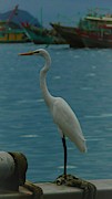 Great egret portrait 3 Photograph by Robert Bociaga