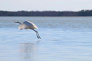 Great Egret Takes Wing Photograph by Robert Banach