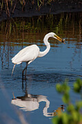 Great Egret with fish Digital Art by Jerry Dalrymple