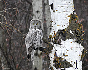 Great Gray Owl in Aspen #1 Photograph by Dorrene BrownButterfield