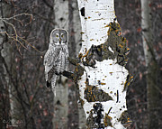 Great Gray Owl in Aspen #3 Photograph by Dorrene BrownButterfield