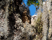 Great Horned Owlet  in Philippe Park Photograph by L Bosco