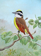 Great Kiskadee Painting by Barry Kent MacKay Great Kiskadee Painting by Barry Kent MacKay