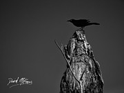 Great-tailed Grackle Photograph by David McKinney Great-tailed Grackle Photograph by David McKinney
